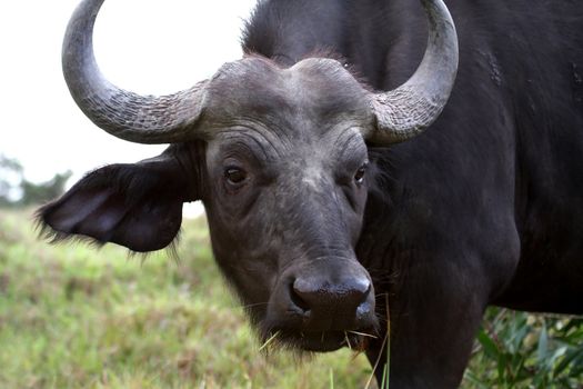 Female or cow Cape Buffalo pearing at the camera