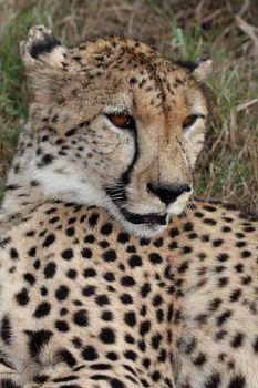 Portrait of a beautifil spotted wild cheetah cat