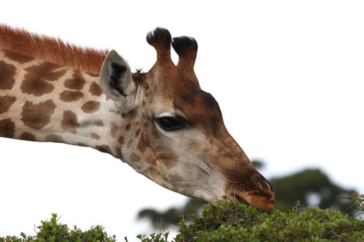 Handsome giraffe bending to feed on green leaves of a bush