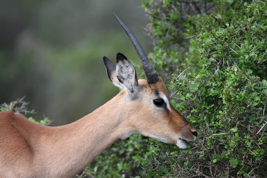 Young Impala ram reaching for succulent green leaves on a tree
