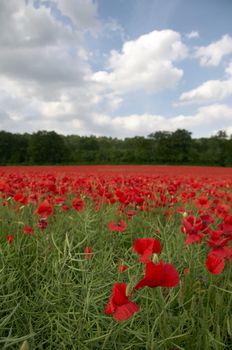 A field of poppies in the Kent countryside