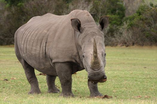 Huge white rhinocerous with big horn and wide flat mouth