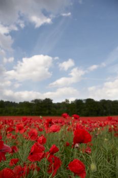 A field of poppies in the Kent countryside