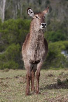 Alert Waterbuck female or doe with ears pricked