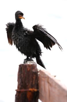 Cape cormorant bird perched on an old rusted jetty drying it's feathers