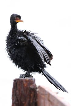 Reed cormorant bird perched on an old rusted jetty drying it's feathers