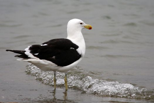 Kelp Gull bird wading in shallow water at the sea's edge