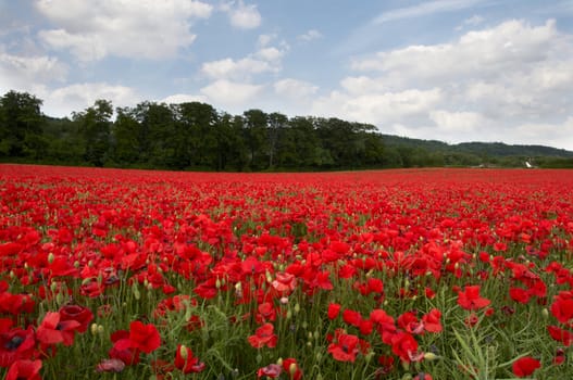 A field of poppies in the Kent countryside