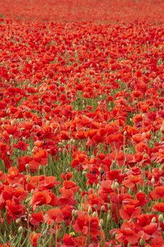 A field of poppies in the Kent countryside