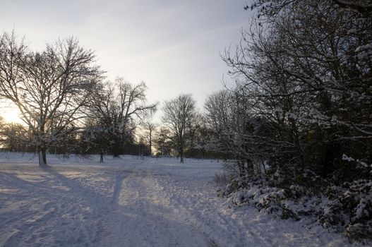 A view of a park covered in snow on the ground and trees