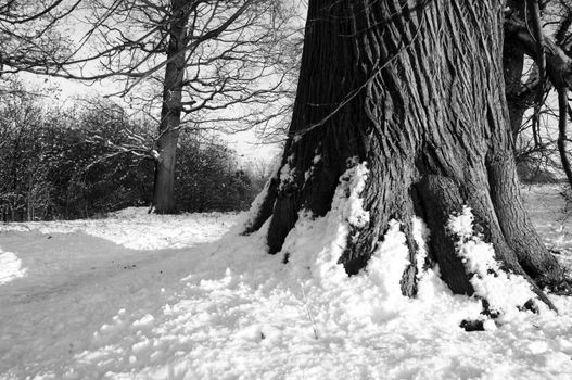 An oak tree in winter with snow on the trunk in Black and White