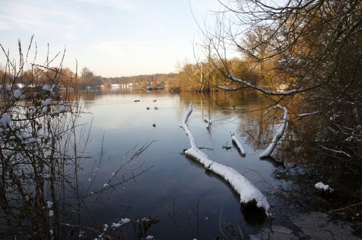 A view of a fallen tree in a lake in winter