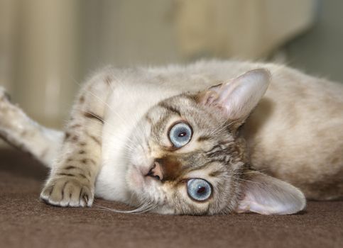 A Bengal kitten playing on the floor