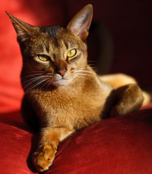 verry cool and wounderful young abyssinian cat photo