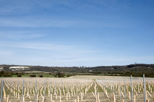 Rows of newley planted grape vines in Kent