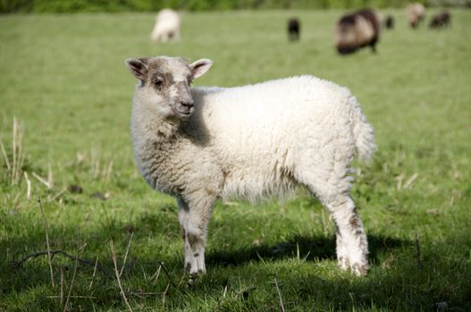A lamb in a field in the sunshine