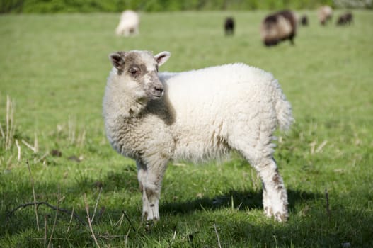 A lamb in a field in the sunshine