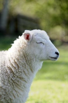 A lamb in a field in the sunshine