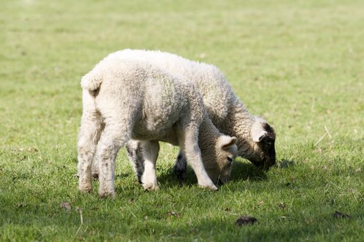 A lamb in a field in the sunshine