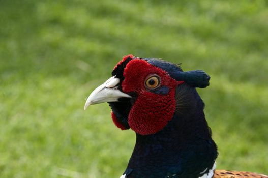 A Pheasant with grass in the background