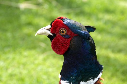 A Pheasant with grass in the background