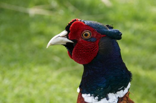 A Pheasant with grass in the background