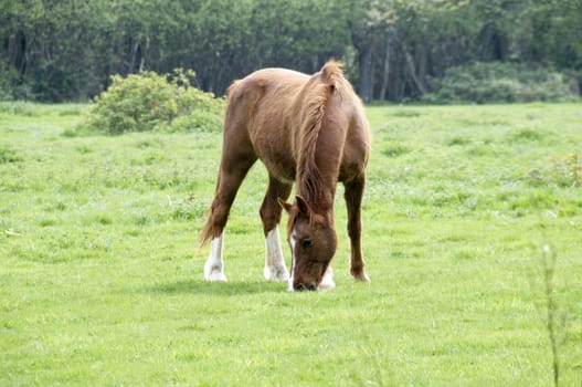 A brown horse in a field with trees in the background