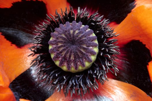 Detail of the inside of an orange poppy flower