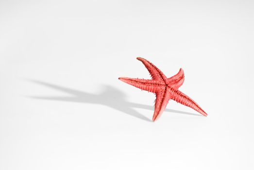 Starfish with large shadow and limited DOF on a white background. 
