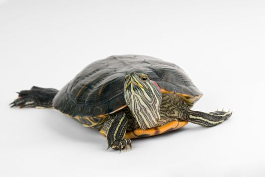 Turtle on a white background. 