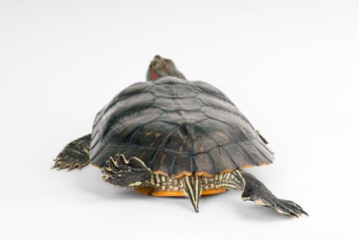 Turtle on a white background.