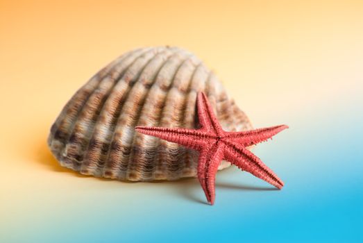 Starfish with large shadow and limited DOF on a light simulated beach background.