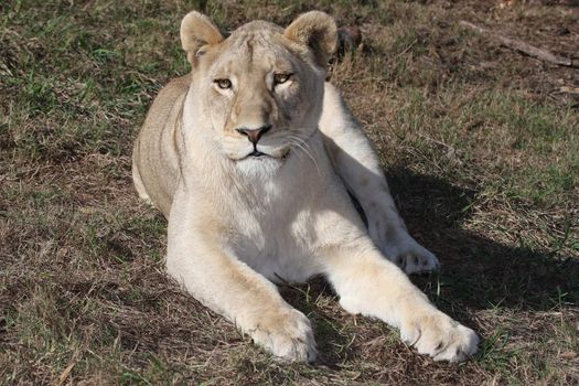 Portrait of a beautiful female lion or lioness