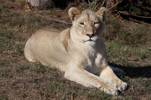 Portrait of a beautiful female lion or lioness
