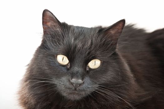 face of a long hair black cat isolated on white background