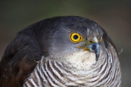 African Goshawk raptor bird with striking yellow eyes