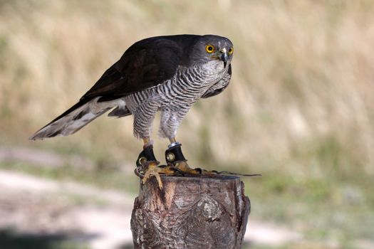 African Goshawk bir of prey standing on a tree stump