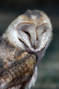 Portrait of a beautiful barn owl bird of prey