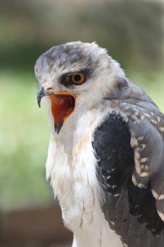 Black shouldered kite rapter bird calling with beak wide open