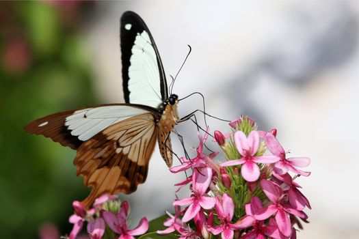 Brown and white swallowtail butterfly on pink flowers