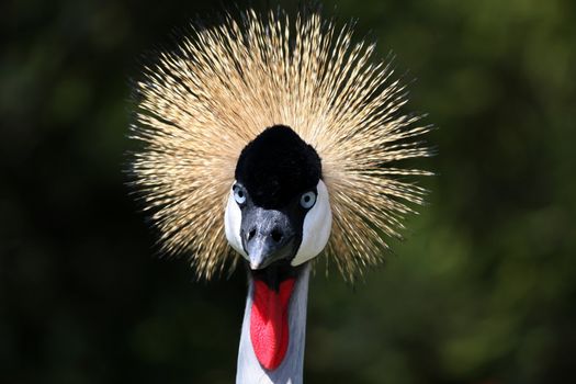 Beautiful crested crane bird with golden colored crest