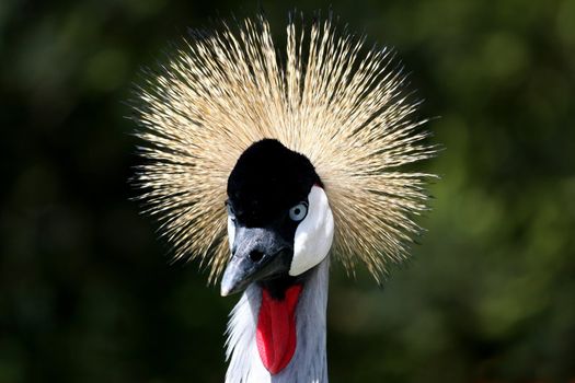 Beautiful crested crane bird with golden colored crest