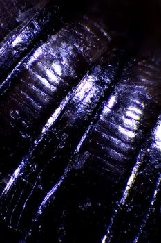 Micrographs of microscopic insects taken with a compound microscope at 100X.