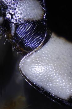 Micrographs of microscopic insects taken with a compound microscope at 100X.