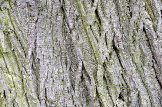 Close up detail of the texture on a tree trunk