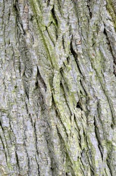 Close up detail of the texture on a tree trunk