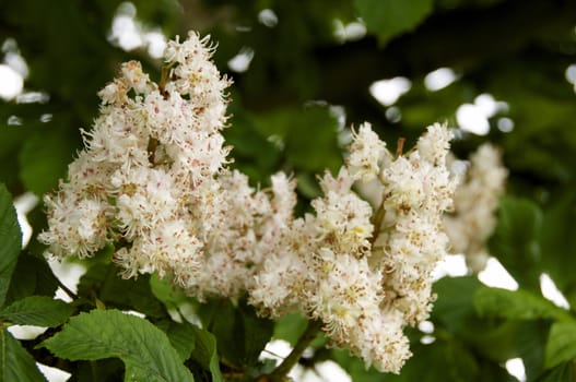 Detail of an horse chestnut flower with leaves in the background