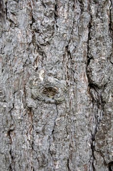 Close up detail of the texture on a tree trunk