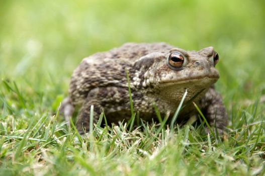 A brown frog siting in the grass