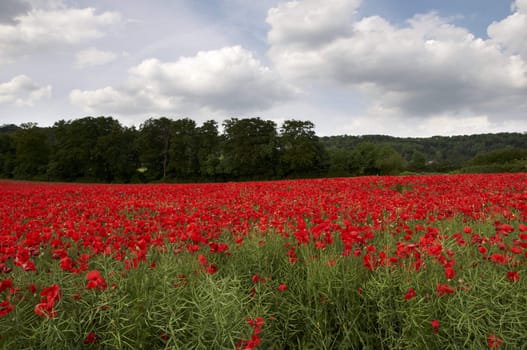 A field of poppies in the Kent countryside